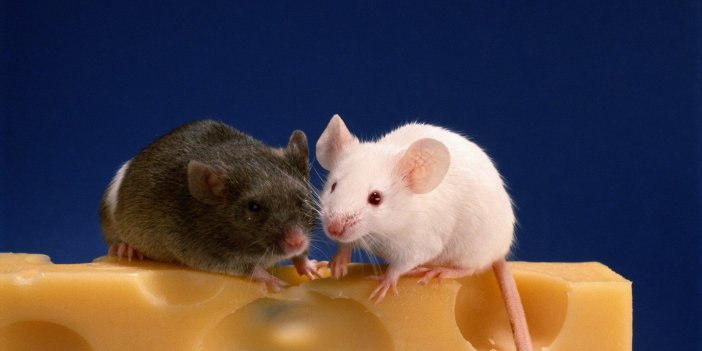 İki erkek fareden yavru üretildi. Bilim insanları insanlarda da kullanılacağını açıkladı