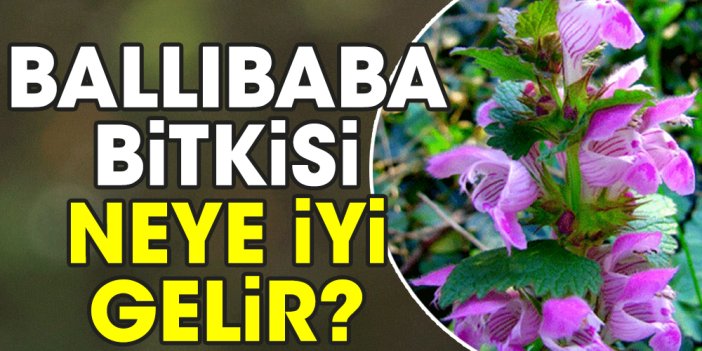 Ballıbaba bitkisi neye iyi gelir?