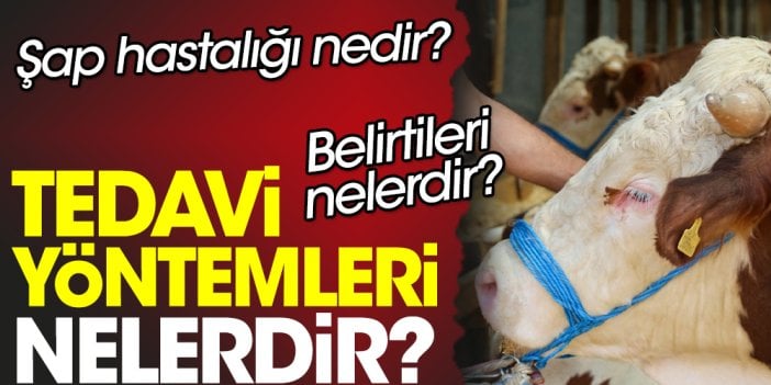 Şap hastalığı nedir? Belirtileri nelerdir? Tedavi yöntemleri nelerdir?