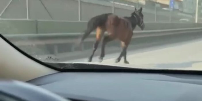 Bursa'da başıboş gezen atlar trafiği tehlikeye attı