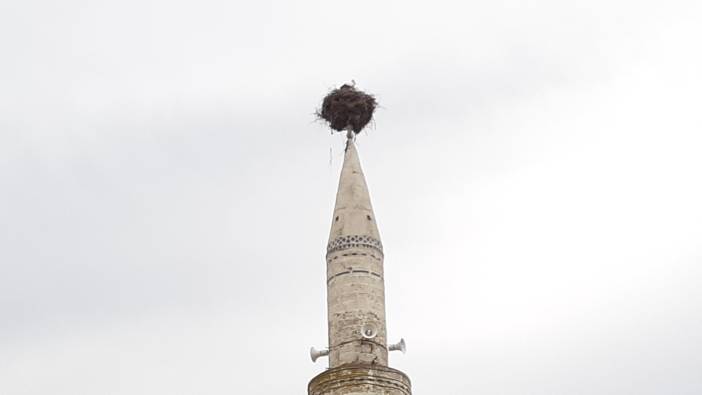 Osmaniyeliler göçmen leyleklere sahip çıktı: Minareyi yıkmayın