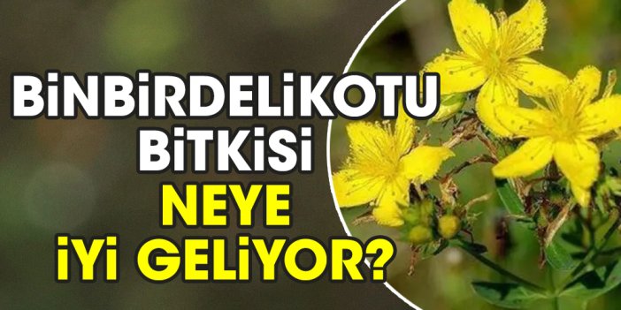 Binbirdelikotu bitkisi neye iyi geliyor?