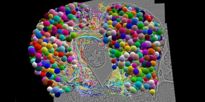 Böcek beyninin en ayrıntılı haritası çıkarıldı