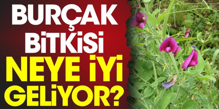 Burçak bitkisi neye iyi geliyor?