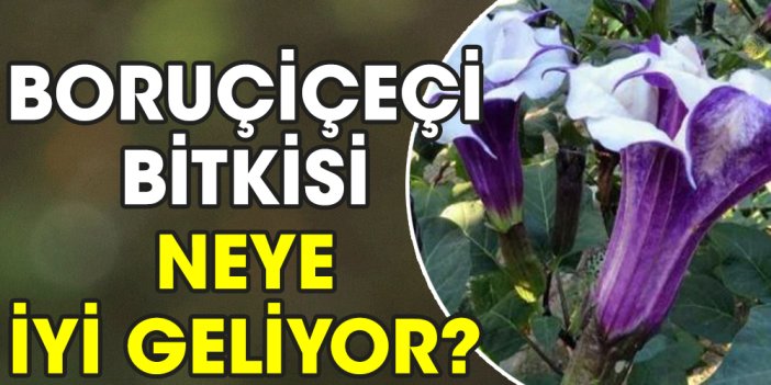 Boruçiçeçi bitkisi neye iyi geliyor?