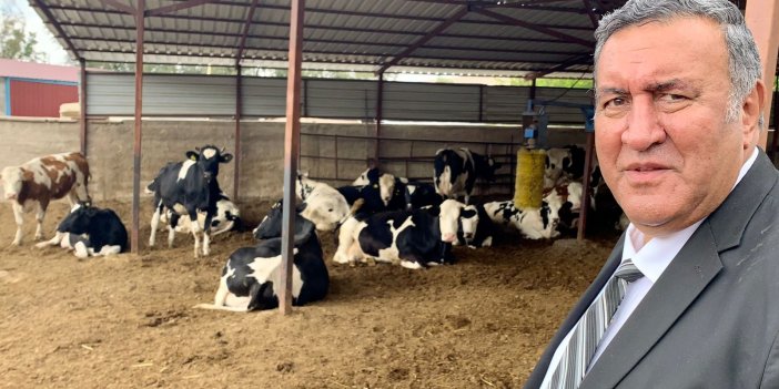 CHP’li Gürer şap hastalığı sonrası uyardı: Şap ile süt sorunu artacak