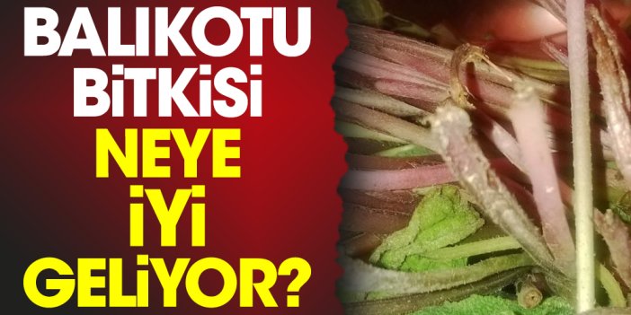 Balıkotu bitkisi neye iyi geliyor?