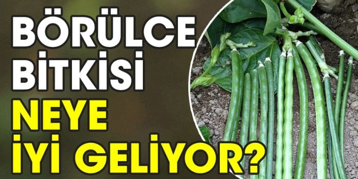 Börülce bitkisi neye iyi geliyor?