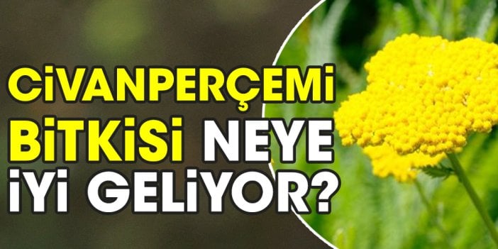 Civanperçemi bitkisi neye iyi geliyor?