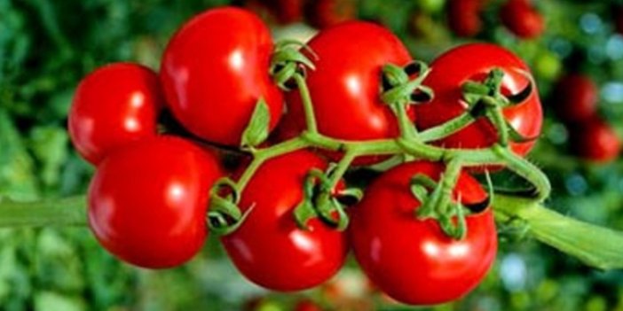 Kansere karşı savaşmak için domates yiyin