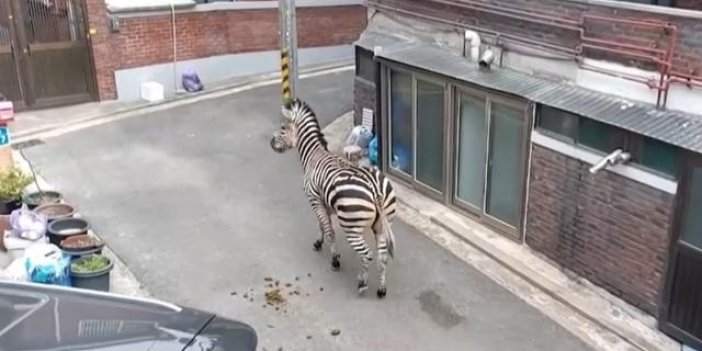 Hayvanat bahçesinden kaçan zebra saatlerce sokaklarda dolaştı