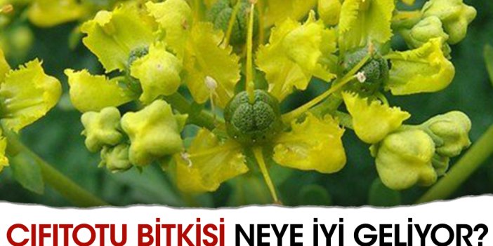 Çıfıtotu bitkisi neye iyi geliyor?