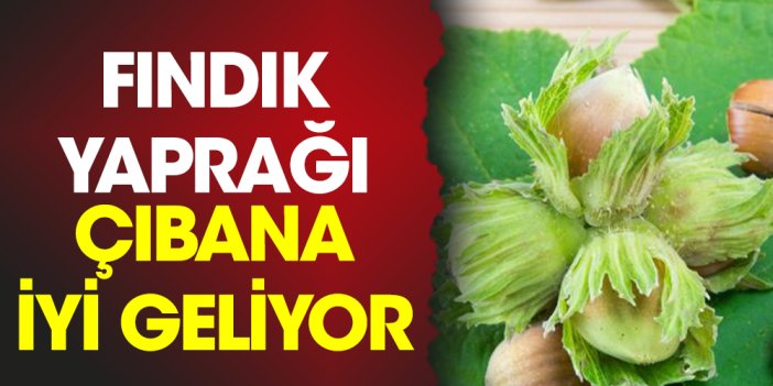 Fındık yaprağı çıbana iyi geliyor