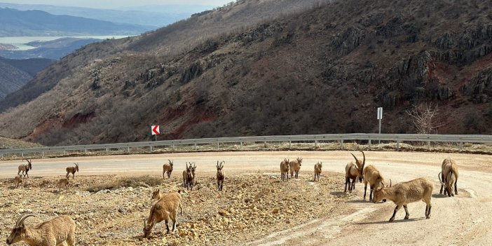Tunceli’de karayoluna inen yaban keçileri görüntülendi