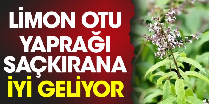 Limon otu yaprağı saçkırana iyi geliyor