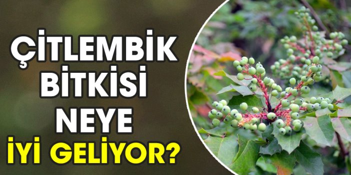 Çitlembik bitkisi neye iyi geliyor?