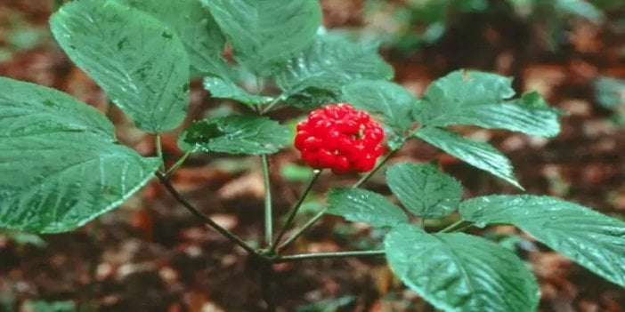 Ginseng: Yararları saymakla bitmiyor