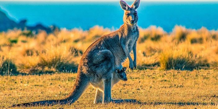 Avustralya'da kanguru itlafı tartışmaları büyüyor