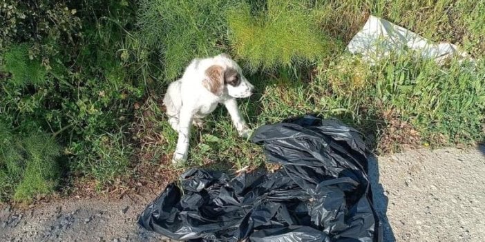 Vicdansızlık sınır tanımıyor: Yavru köpek ağzı bağlı poşete konularak yol kenarına atıldı