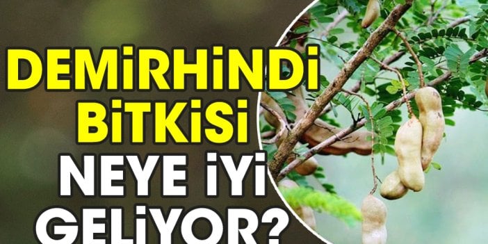 Demirhindi bitkisi neye iyi geliyor?