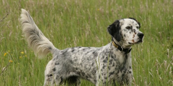 Rüyada av köpeği görmek neye işaret