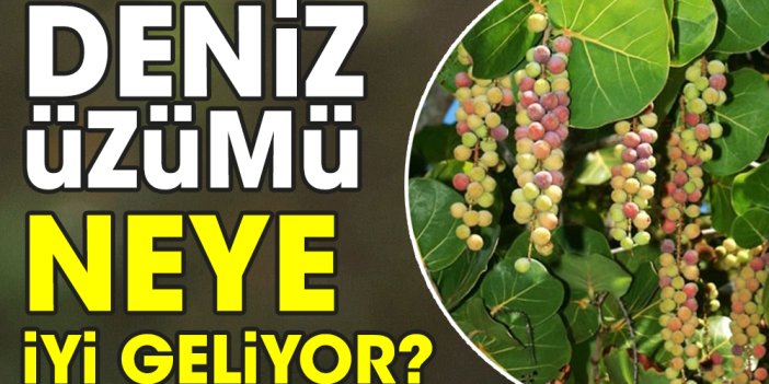 Deniz üzümü neye iyi geliyor?