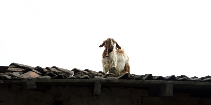 Keçiler çatıyı istila etti