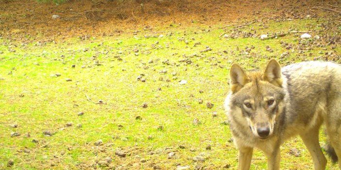 Spil Dağı'ndaki doğal yaşam fotokapanlarla görüntülendi