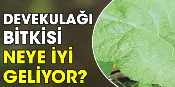 Devekulağı bitkisi neye iyi geliyor?