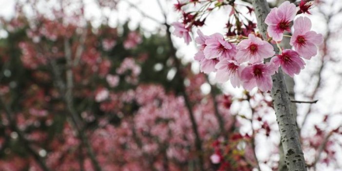 Sakura ağaçları İstanbul'da çiçek açtı