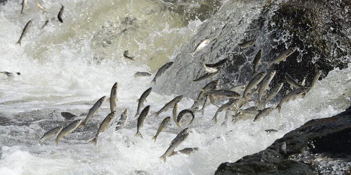 100 milyon yavru balık su kaynaklarına bırakılacak