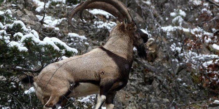 Kaçak dağ keçisi avına 255 bin lira ceza