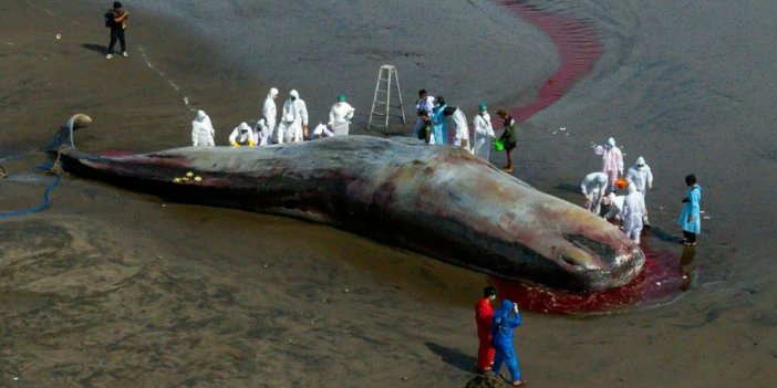 50 tonluk devasa balinanın ölüsü karaya vurdu