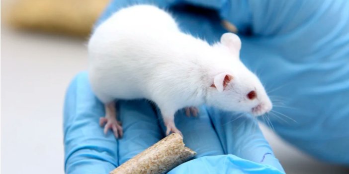 Testlerde kullanılan fareler tarih oluyor. Bakın yerine ne geliyor?