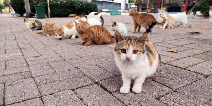 Kadıköy’de toplu kedi ölümleri: İnceleme başlatıldı