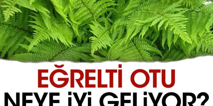 Eğrelti otu neye iyi geliyor?