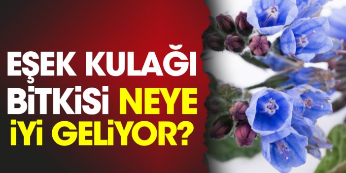 Eşek kulağı bitkisi neye iyi geliyor?