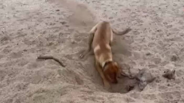 Sahilde kumu eşeleyen köpek buldu. Görenler şok geçirdi