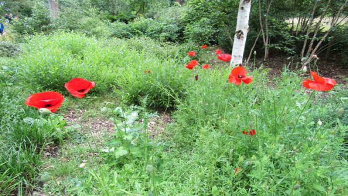 Dikkat çeken ot adeta ağrı kesici