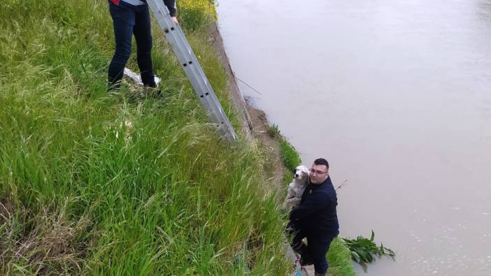 Dere kenarında mahsur kalan köpek kurtarıldı