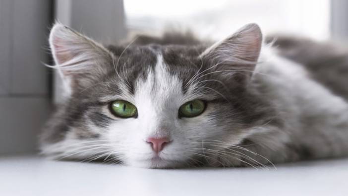 Kedilere kuduz aşısı ne zaman yapılmalı? Kediler için kuduz aşısı neden önemlidir?