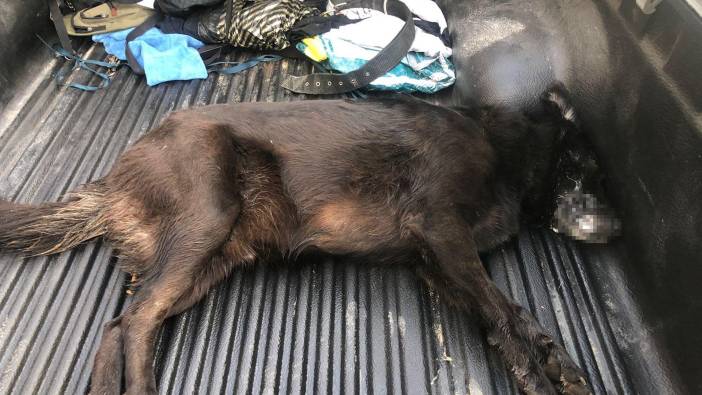 Bodrum'da zehirlenen köpek öldü