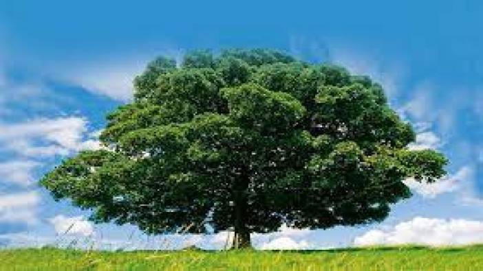 Gökten inen kutsal kayın ağacı ve Türk mitolojisi