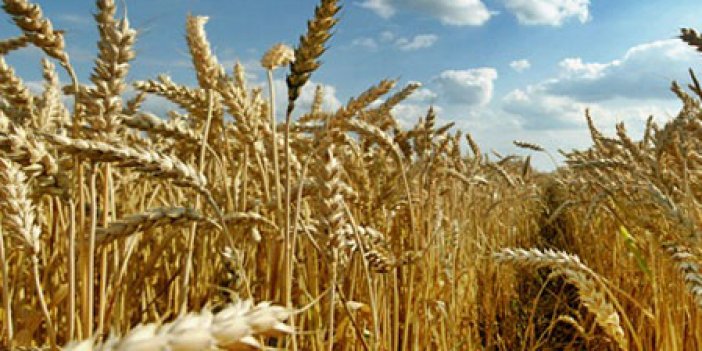 Rus buğdayına miktar kısıtlaması
