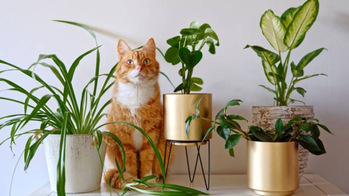 Kedilere zararlı bitkiler neler? Kedi olan evlerde hangi bitkilerin bulundurulmaması gerekiyor?