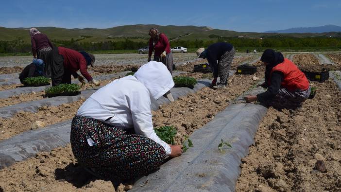 Deprem tarımı da vurdu mevsimlik işçi bulunamıyor
