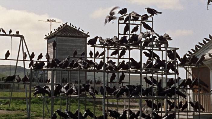 Alfred Hitchcock'un kuşlar filmi gerçek mi oluyor? Kargalar saldırıya geçti