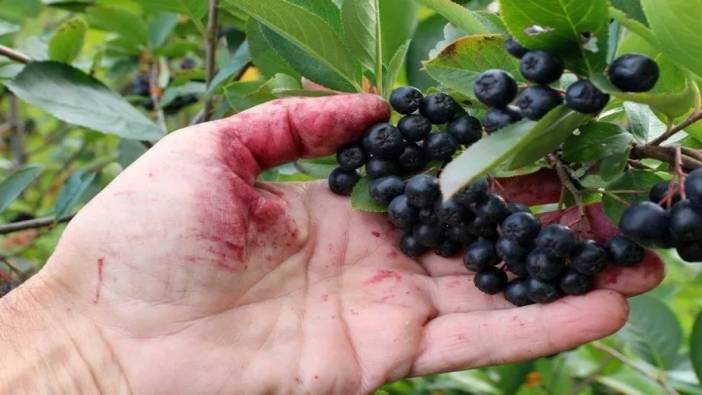 Aronia nelere iyi gelir