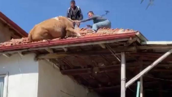 Çatıya çıkan inek sahibine zor anlar yaşattı
