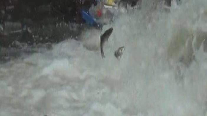 Kars’ta balıkların 'ölüm' göçü başladı